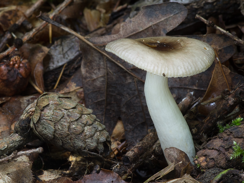 Russula laricina